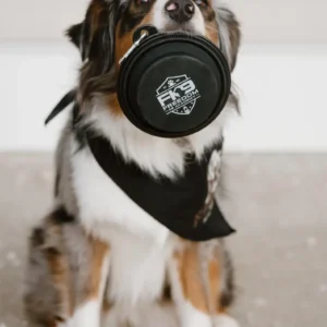 Collapsible Water Bowl